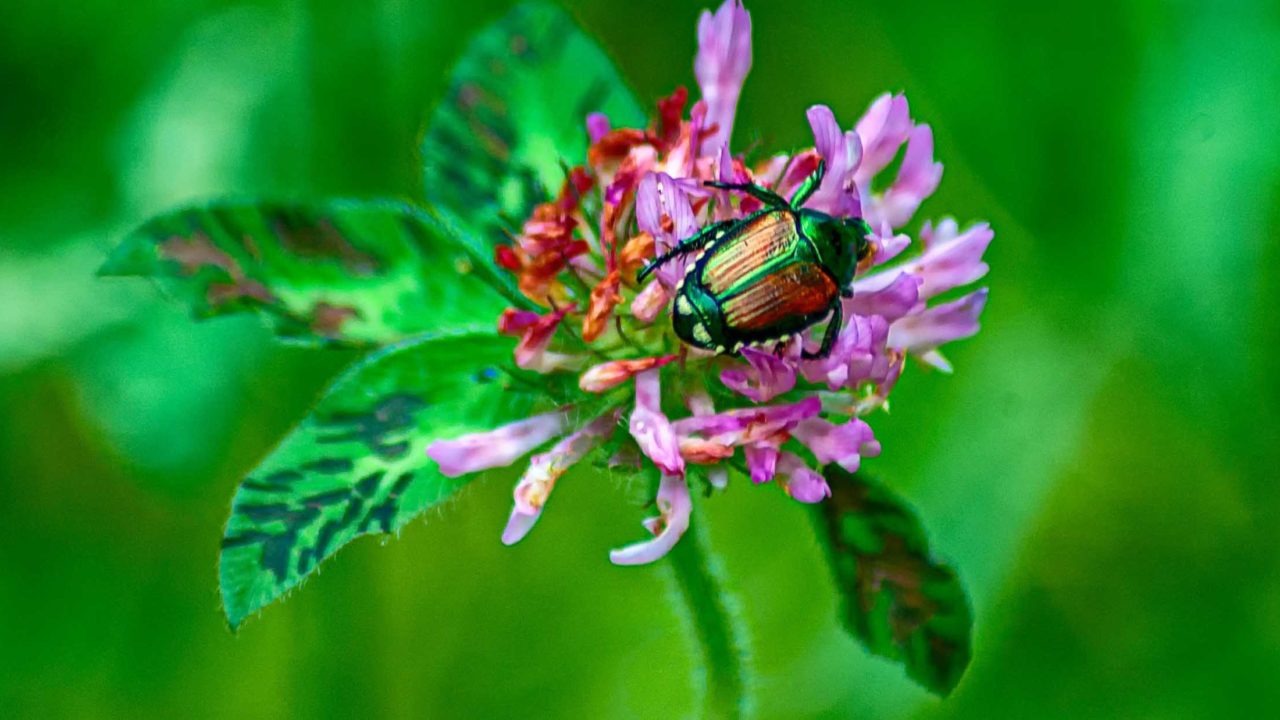 4 Ecologically Sensitive Ways to Manage Japanese Beetles