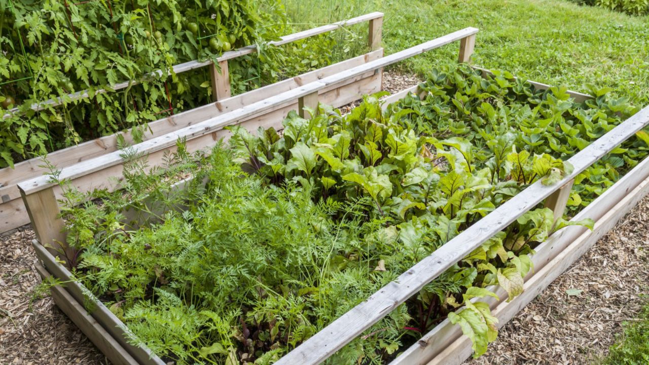 4 Benefits of Growing in Raised Beds