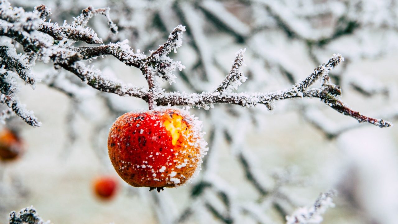 4 Simple Steps to Prepare Your Fruit Trees for Winter