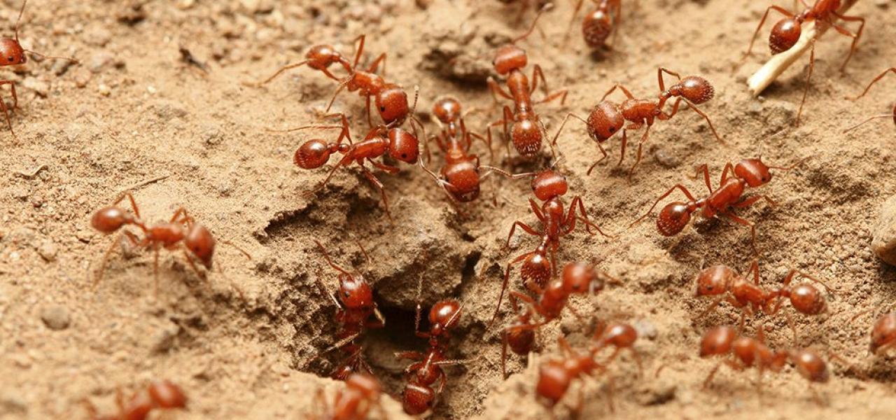 The European Fire Ant