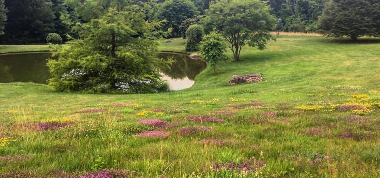 The Many Benefits of Using Natives in your Landscape