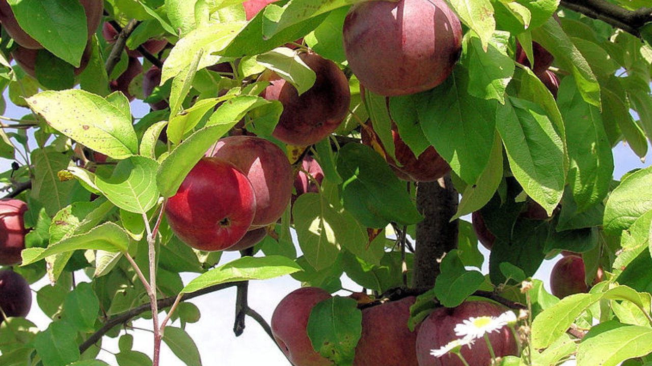 Planning a Home Orchard