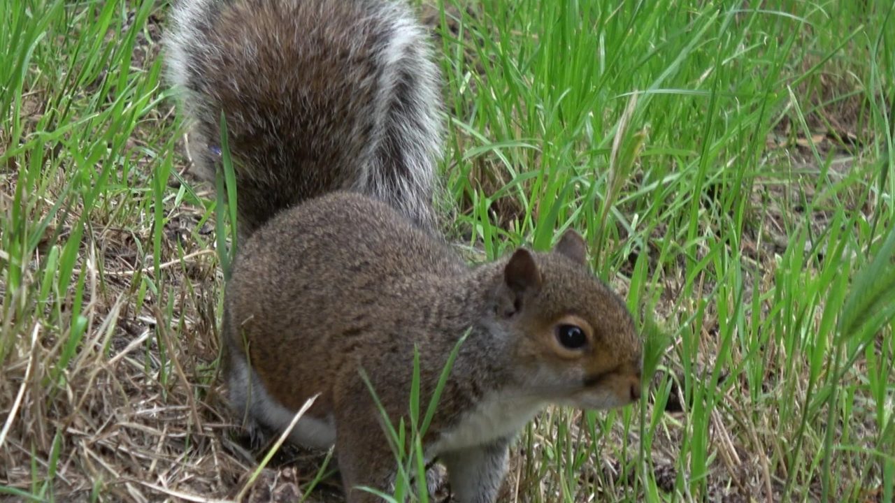 https://natureworkslandcare.com/wp-content/uploads/2021/02/squirrels-1280x720.jpg