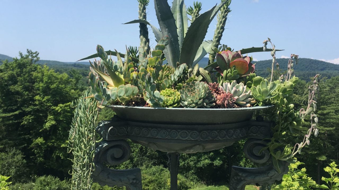 Using Succulent Container Plantings to Spice Up Your Garden