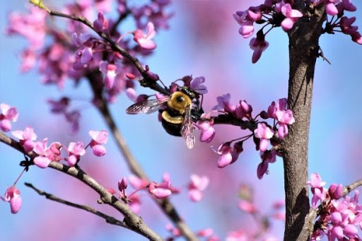 Spring Pollinators~ Dottie “Lou” Kratt