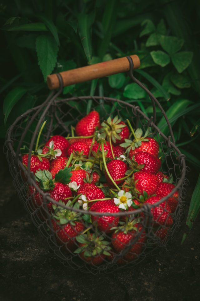 A wire basket of strawberries with a wooden handle. It sit in front of green foliage