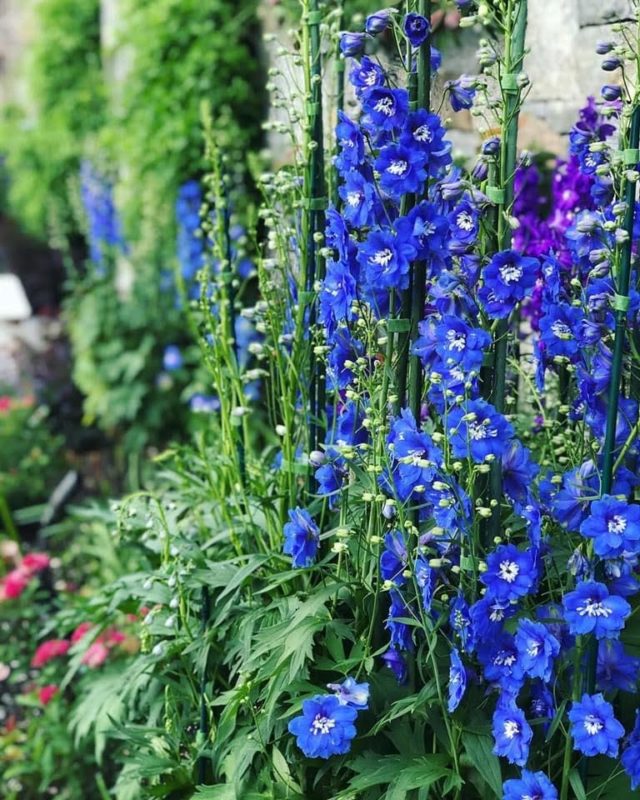 Photos of delphiniums supported by gardening stakes.