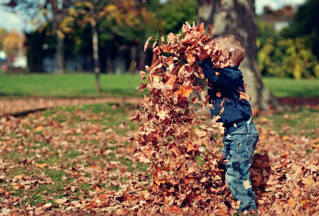 A toddler wearing blue jeans throws an armful of autumn leaves into the air. 