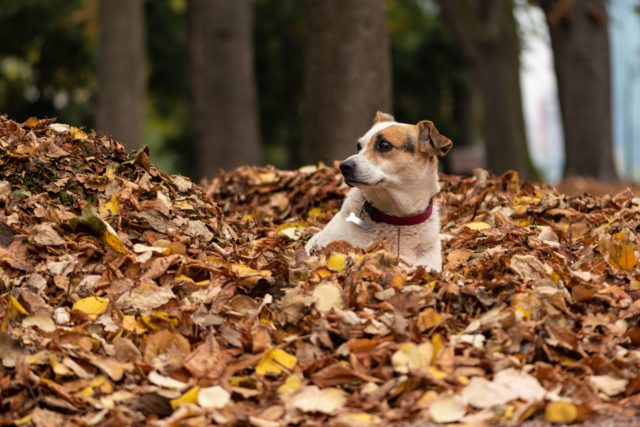 A white and brown dog lies in a pile of fallen leaves.