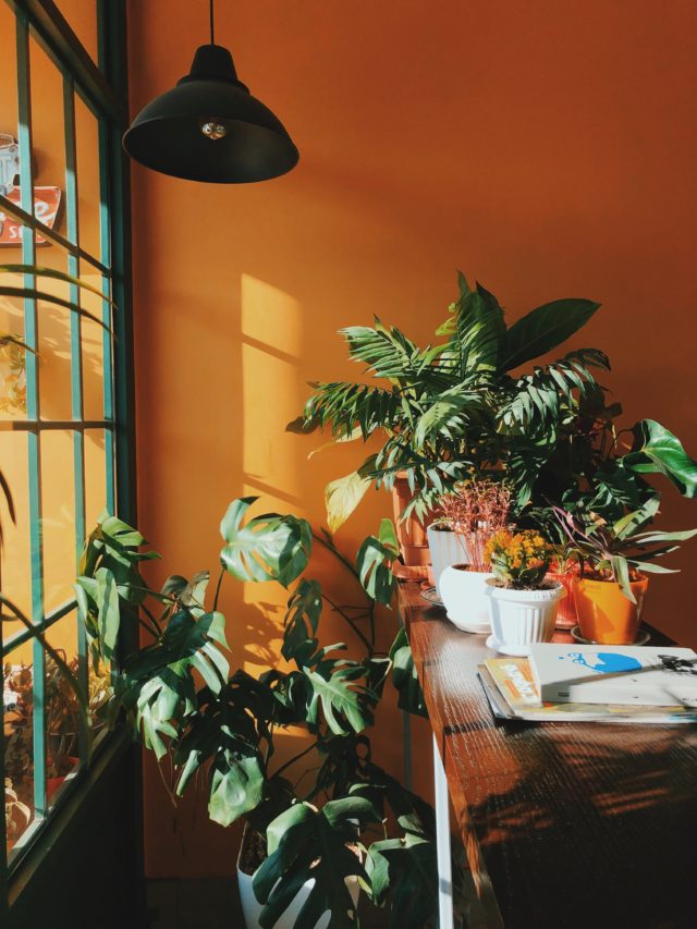 Potted plants indoors, in the sunlight. There is a bright orange wall in the background