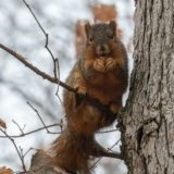squirrel in a winter tree