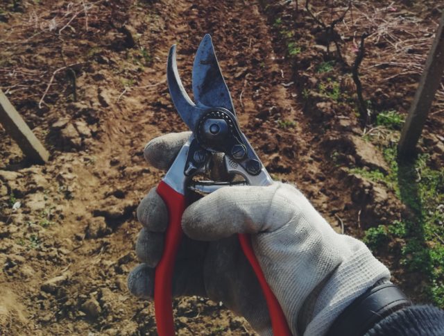 Photo of a pair of used Felco clippers held by a gloved hand in front of a dormant field