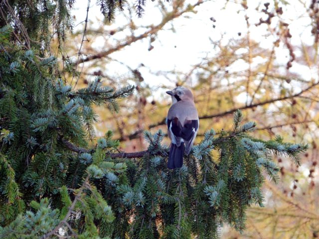 A bird sitting on an evergreen limb