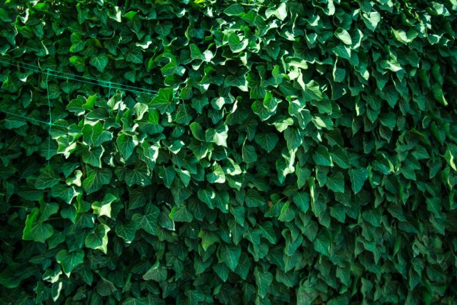 A wall covered entirely with English ivy