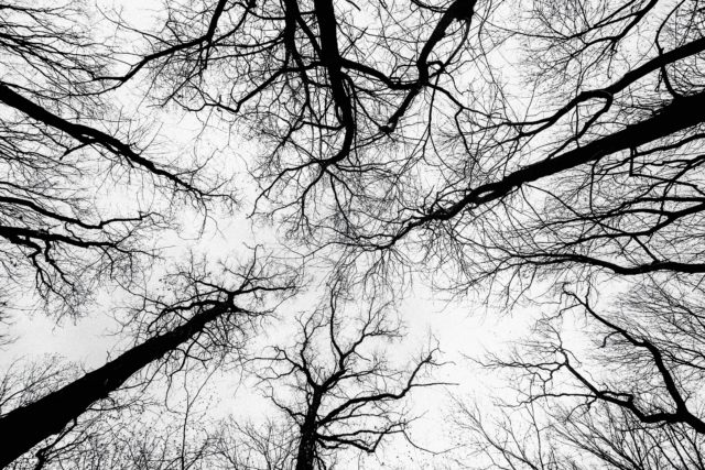 Silhouetted tree tops set against a white sky. The photo is taken from below and the trees seem to surround the image