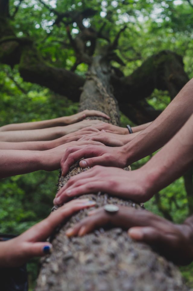 Close-up photo of 10 hands on a tree branch. The hands are a variety of skin tones. One hand has blue nail polish, another has a ring, a third has a bracelet. The green canopy and more branches are visible in the background.